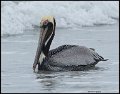 _8SB8502 brown pelican